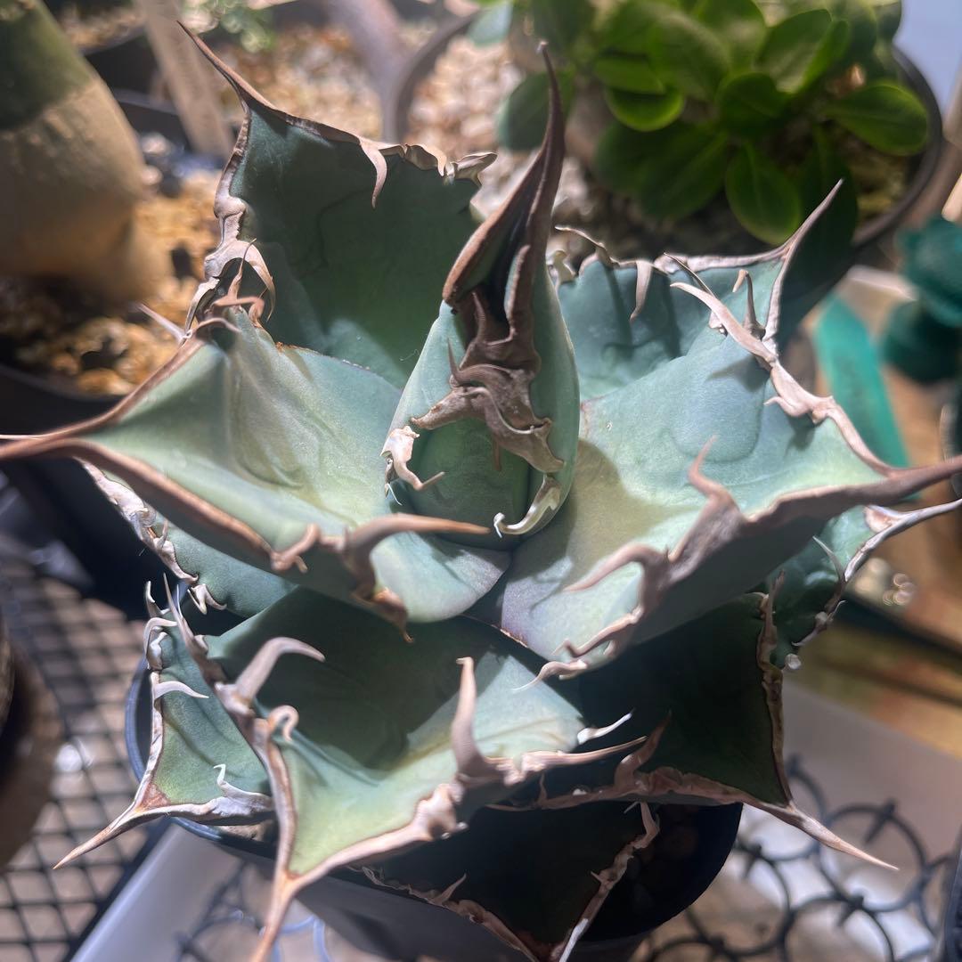 アガベ　チタノタ　シャークソウイ