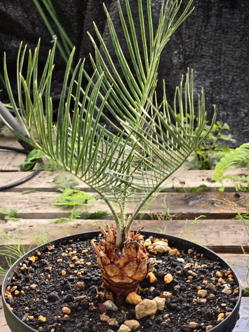 サイカス　カイルンシアナ