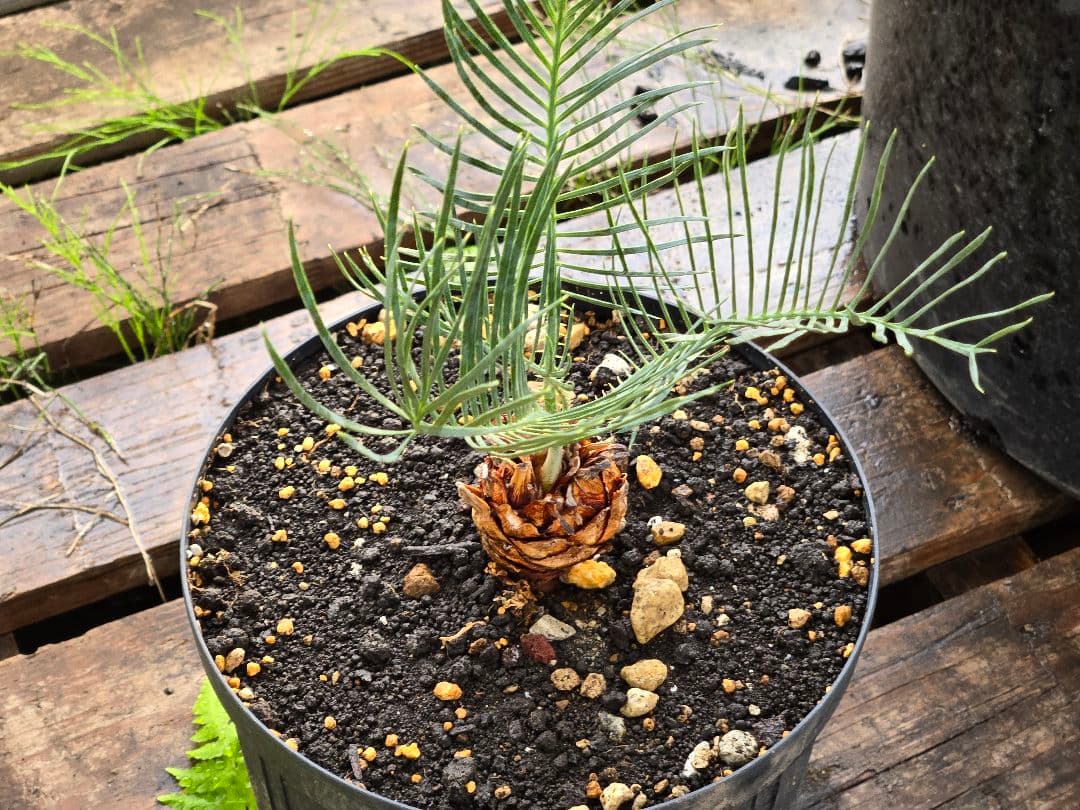 サイカス　カイルンシアナ