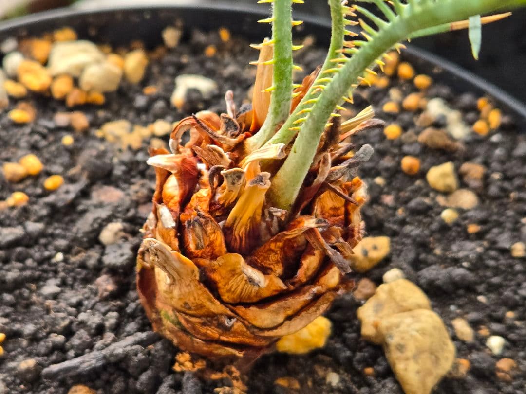 サイカス　カイルンシアナ