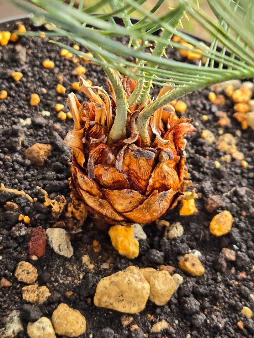 サイカス　カイルンシアナ