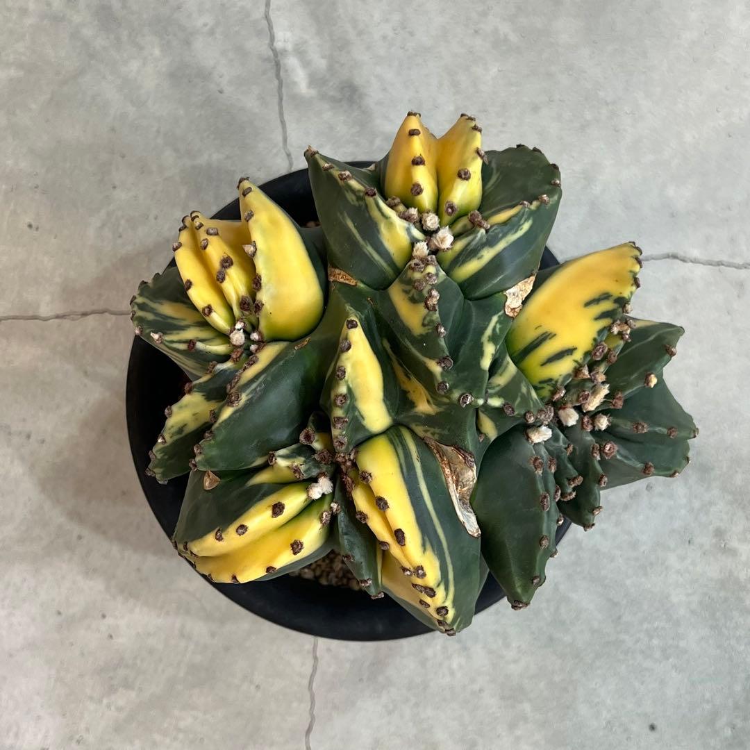 【美株】アストロフィツム碧瑠璃鸞鳳錦 モンスト国内実生 塊根植物 サボテン