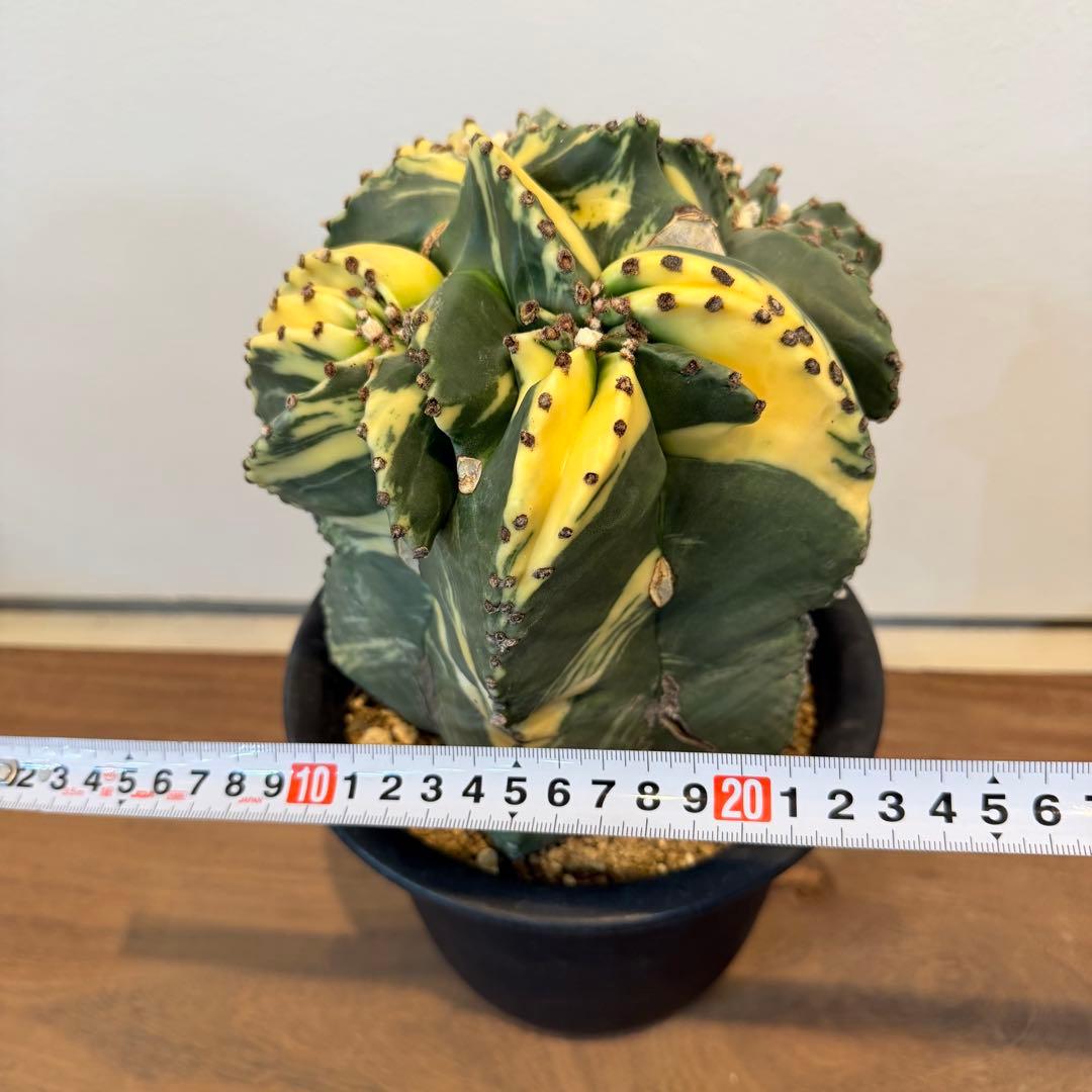 【美株】アストロフィツム碧瑠璃鸞鳳錦 モンスト国内実生 塊根植物 サボテン