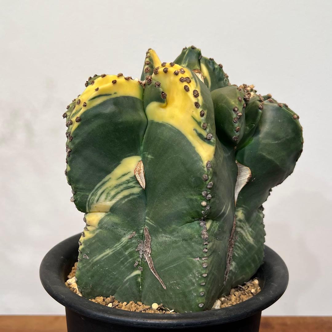 【美株】アストロフィツム碧瑠璃鸞鳳錦 モンスト国内実生 塊根植物 サボテン