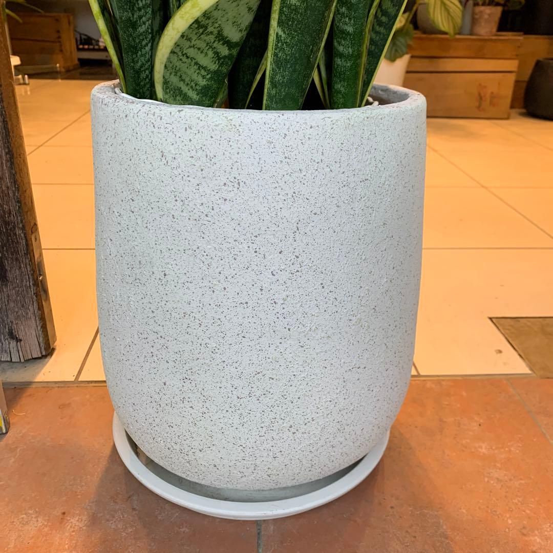 サンスベリア ファイバー鉢 お皿付き