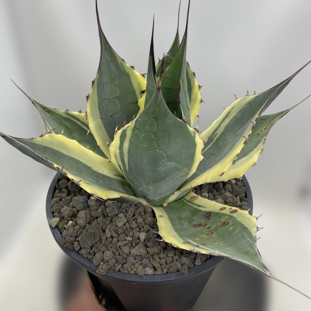 アガベ　パラサナ　インプレッショニスト　大株　キズあり　幅広覆輪斑　美種