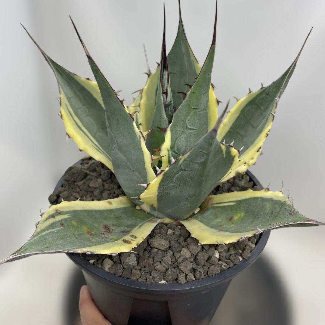 アガベ　パラサナ　インプレッショニスト　大株　キズあり　幅広覆輪斑　美種