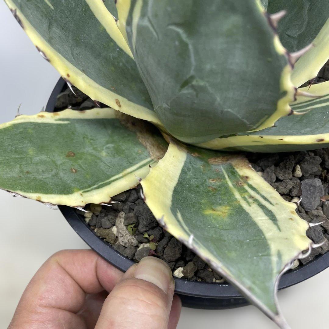 アガベ　パラサナ　インプレッショニスト　大株　キズあり　幅広覆輪斑　美種