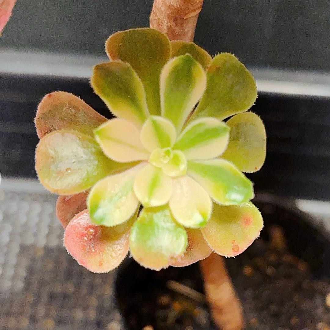 98#多肉植物アエオニウム錦❤️金絲雀锦❤️1大頭1小頭14cm拔き苗