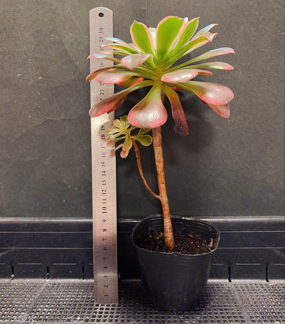 98#多肉植物アエオニウム錦❤️金絲雀锦❤️1大頭1小頭14cm拔き苗