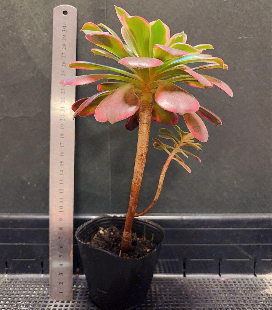 98#多肉植物アエオニウム錦❤️金絲雀锦❤️1大頭1小頭14cm拔き苗