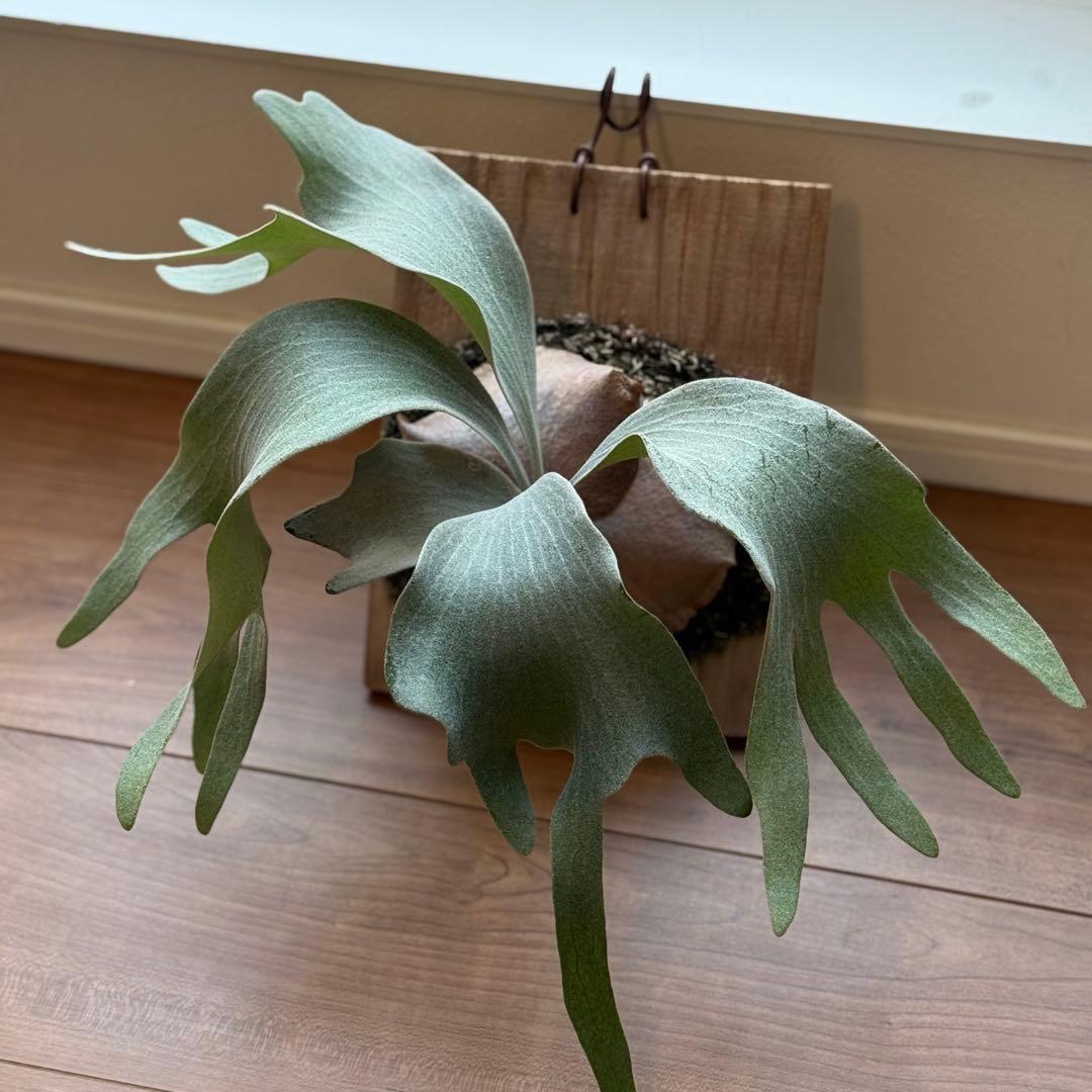 ビカクシダ　FWSQ 長期養生株