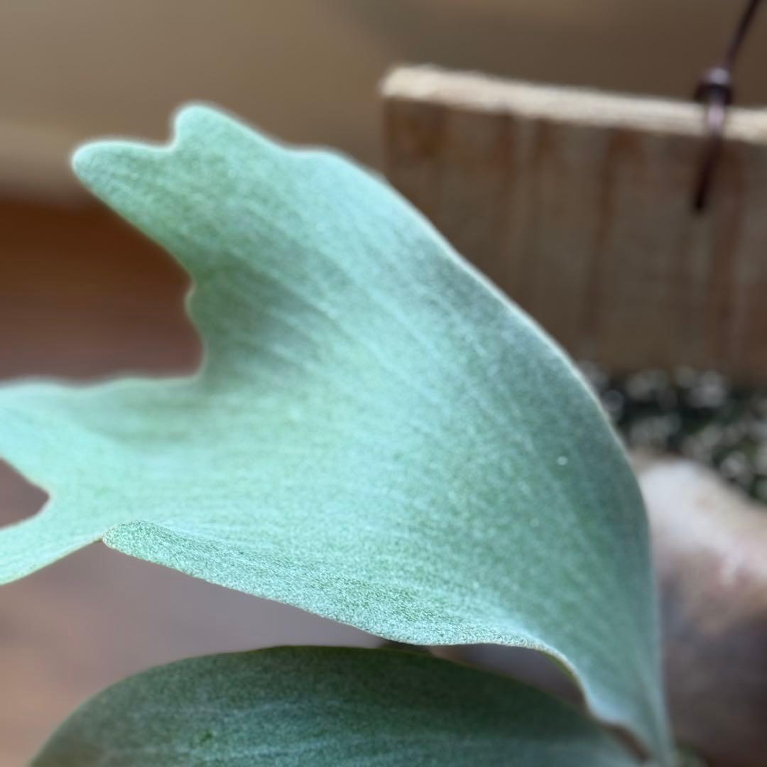 ビカクシダ　FWSQ 長期養生株