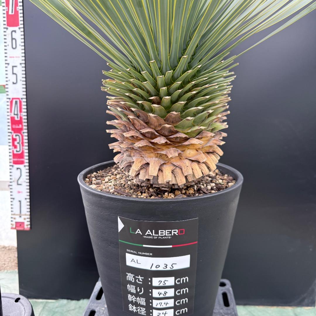 【AL1035】ユッカ　ロストラータ