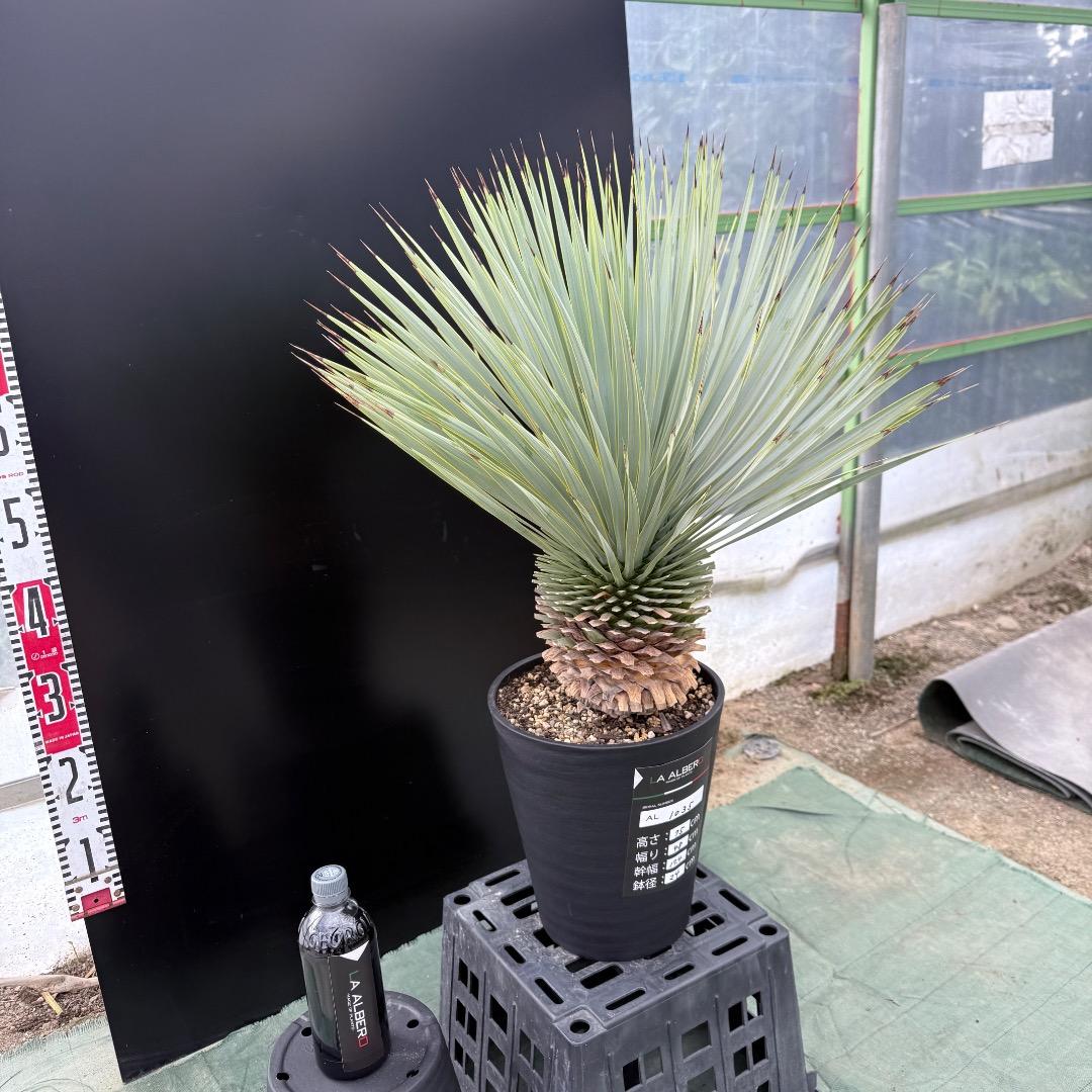 【AL1035】ユッカ　ロストラータ