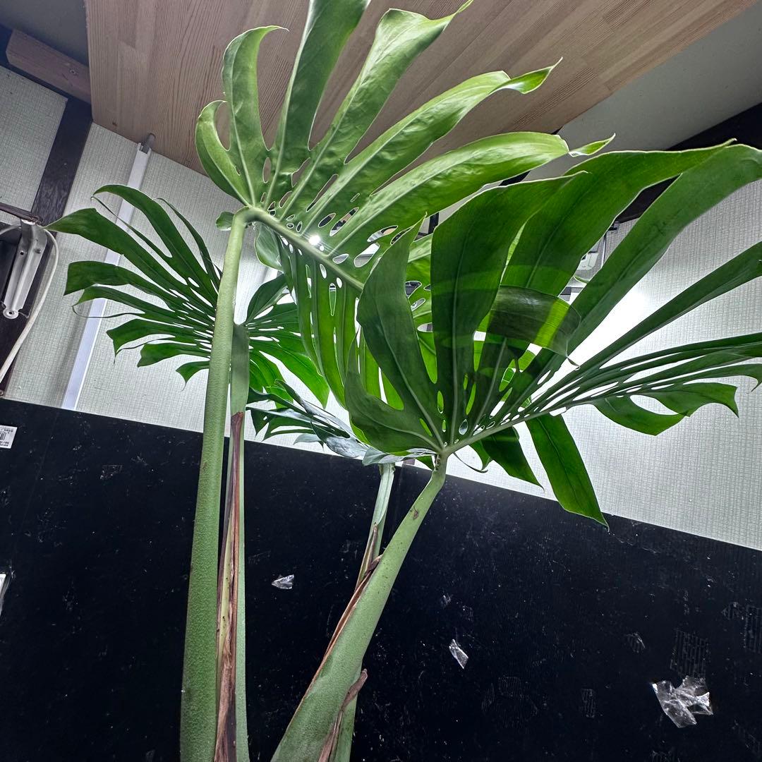 モンステラデリシオーサマクロコズム超希少系統鉢植え113㎝レア