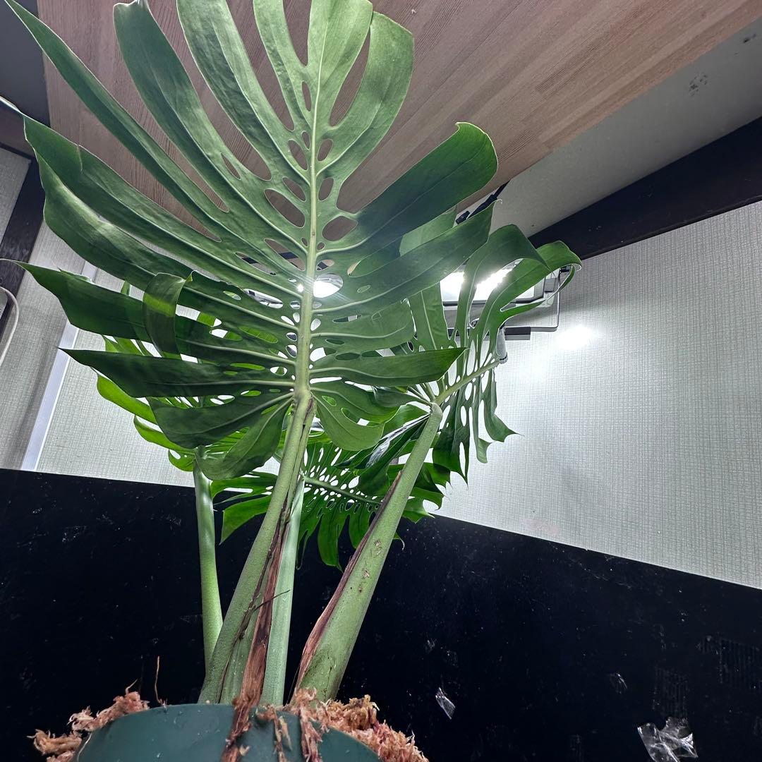 モンステラデリシオーサマクロコズム超希少系統鉢植え113㎝レア