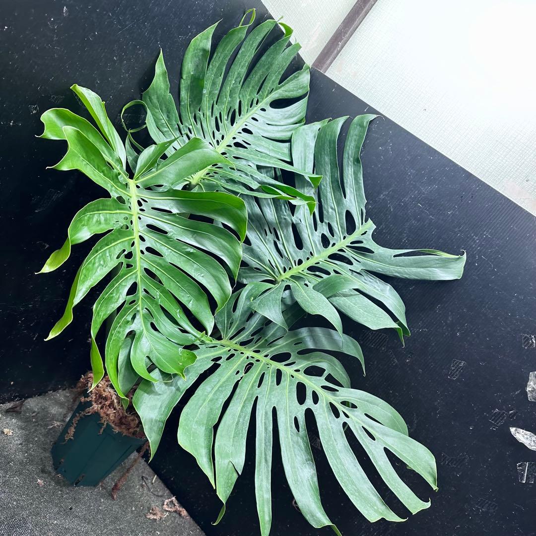 モンステラデリシオーサマクロコズム超希少系統鉢植え113㎝レア