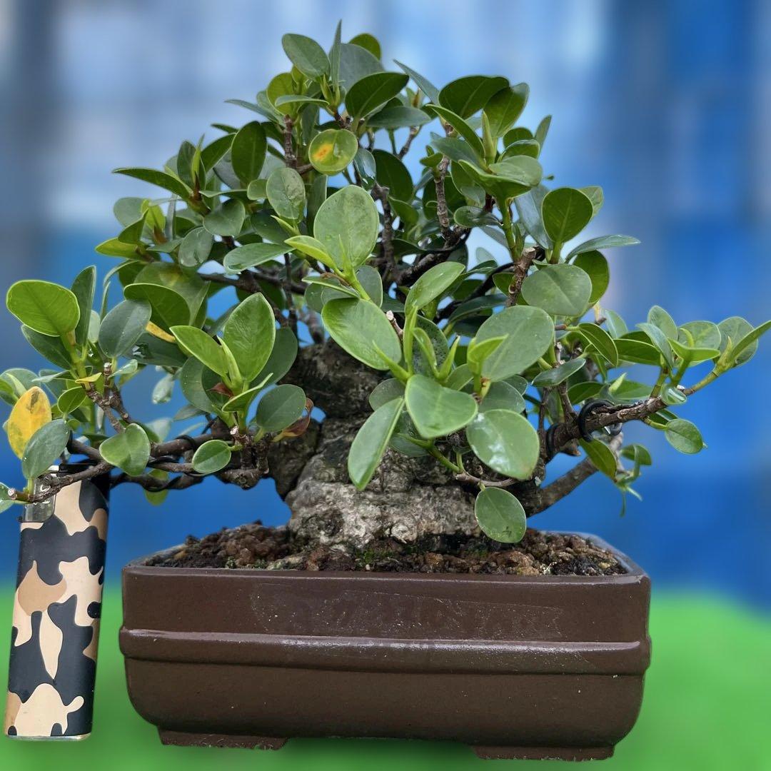 幸多き樹　ガジュマル盆栽 太い豊かな葉