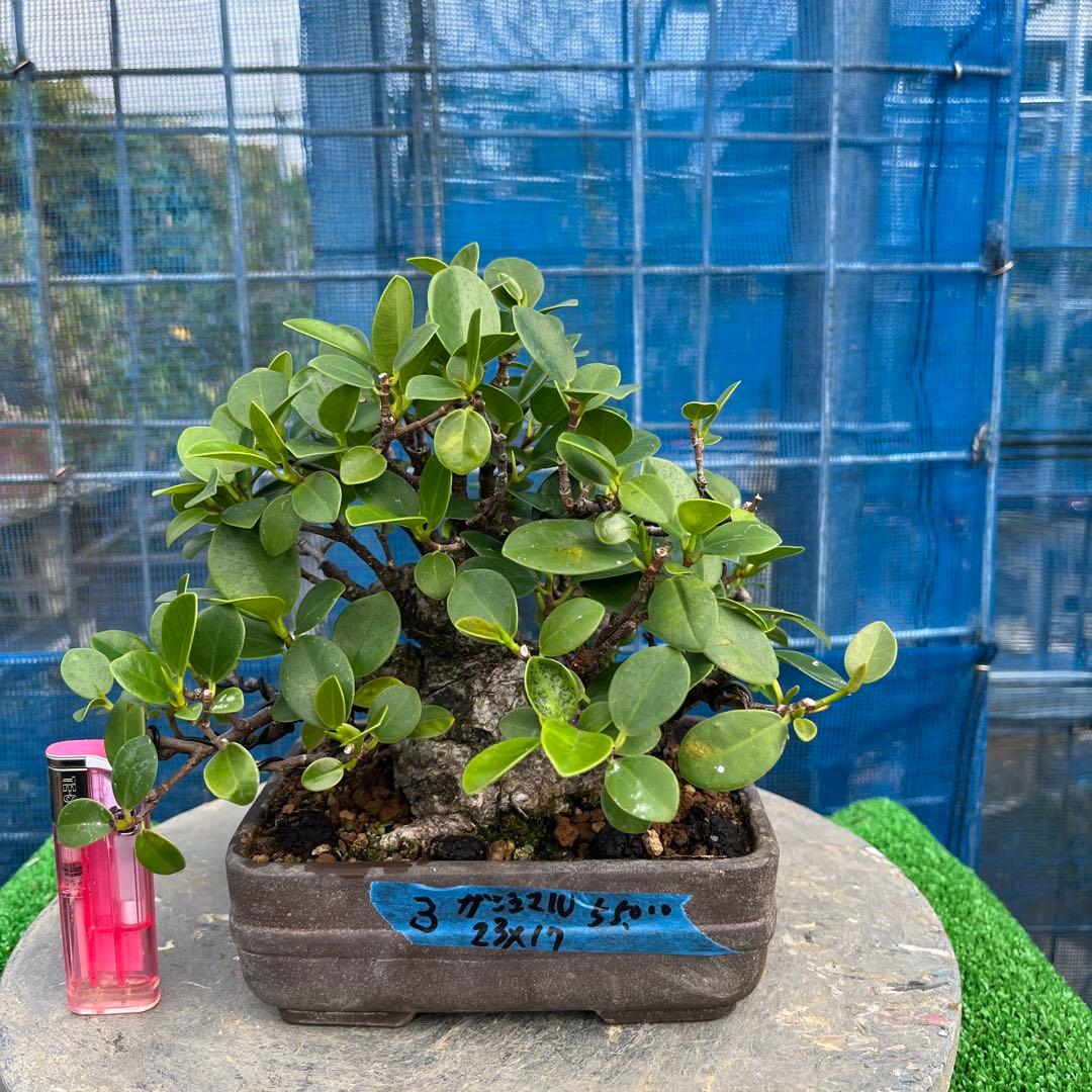 幸多き樹　ガジュマル盆栽 太い豊かな葉
