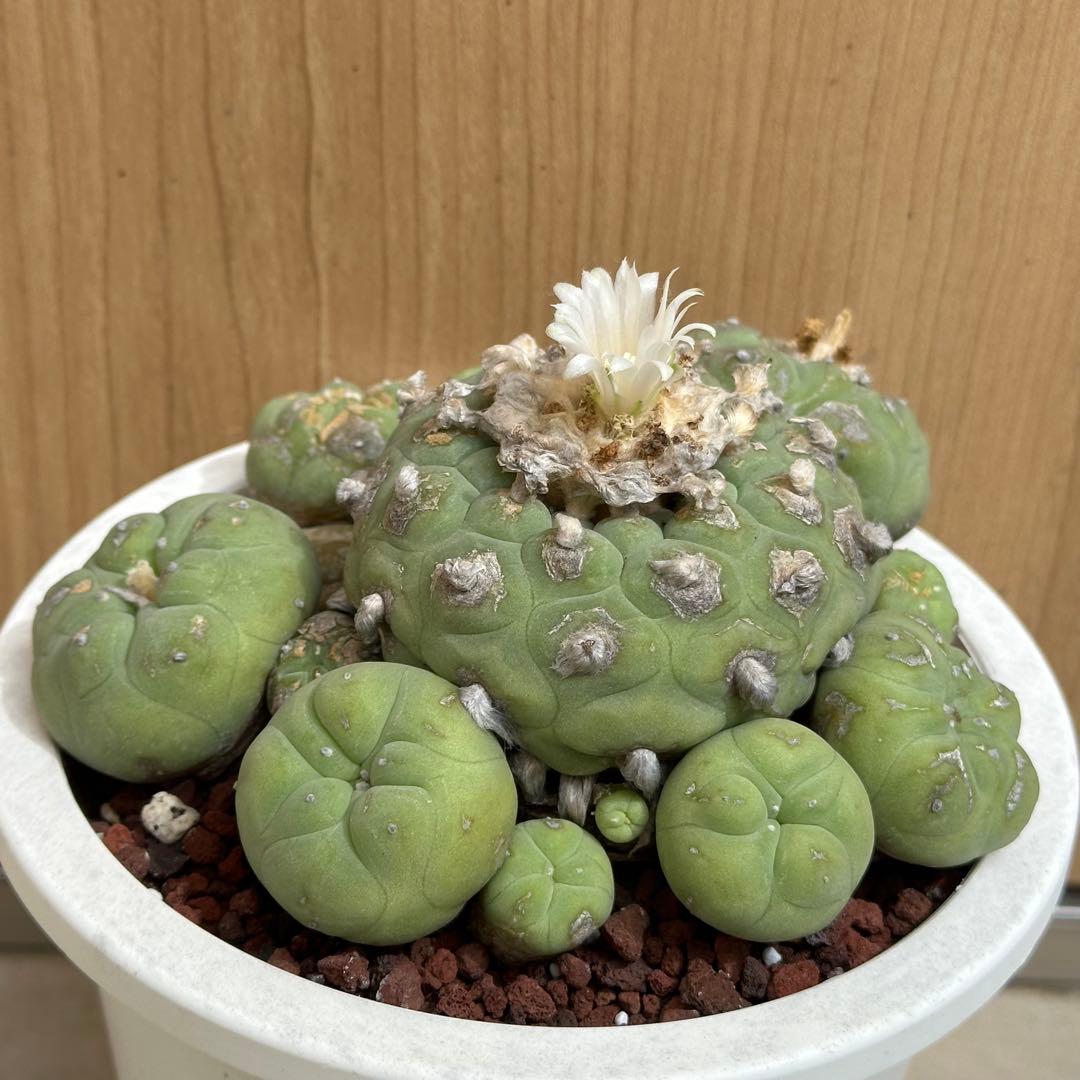 サボテン　ロフォフォラ　ディフューサ　翠冠玉　5号　A