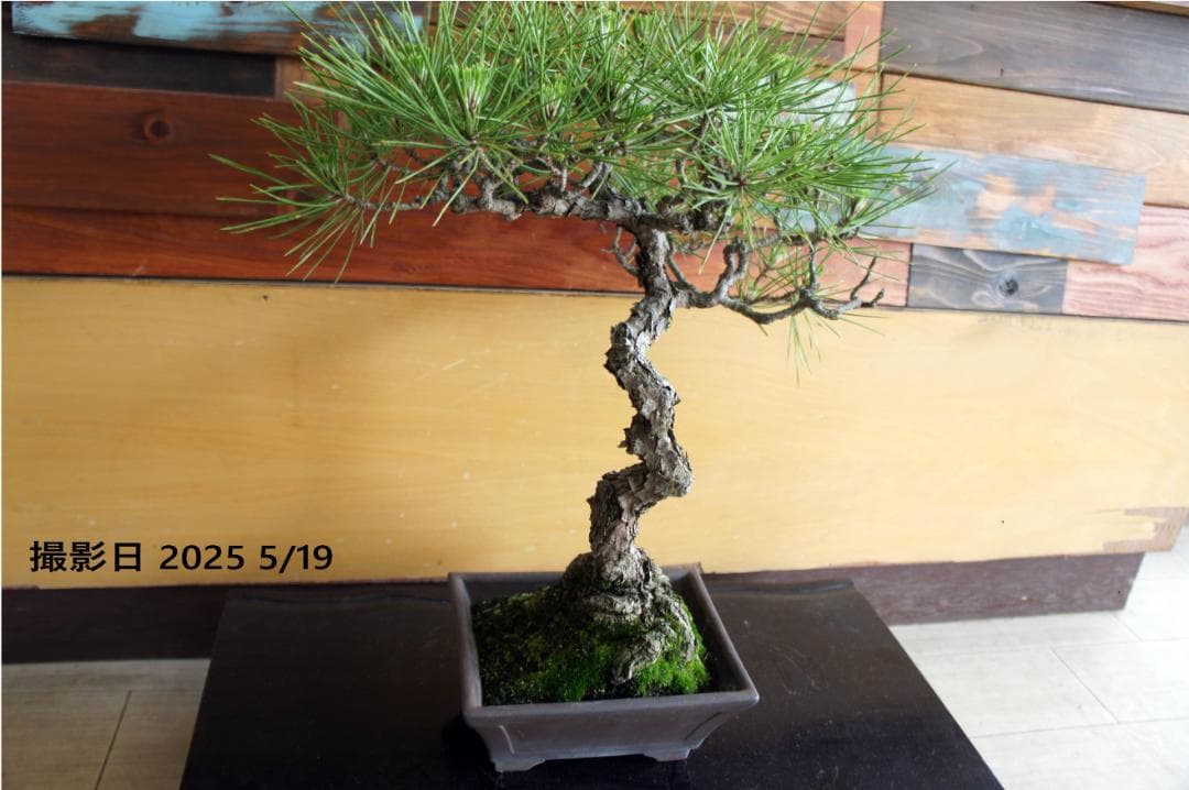 盆栽 『黒松』 インテリア 観葉植物 園芸 ガーデニング 送料無料 b144