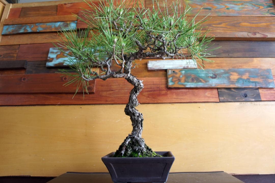 盆栽 『黒松』 インテリア 観葉植物 園芸 ガーデニング 送料無料 b144