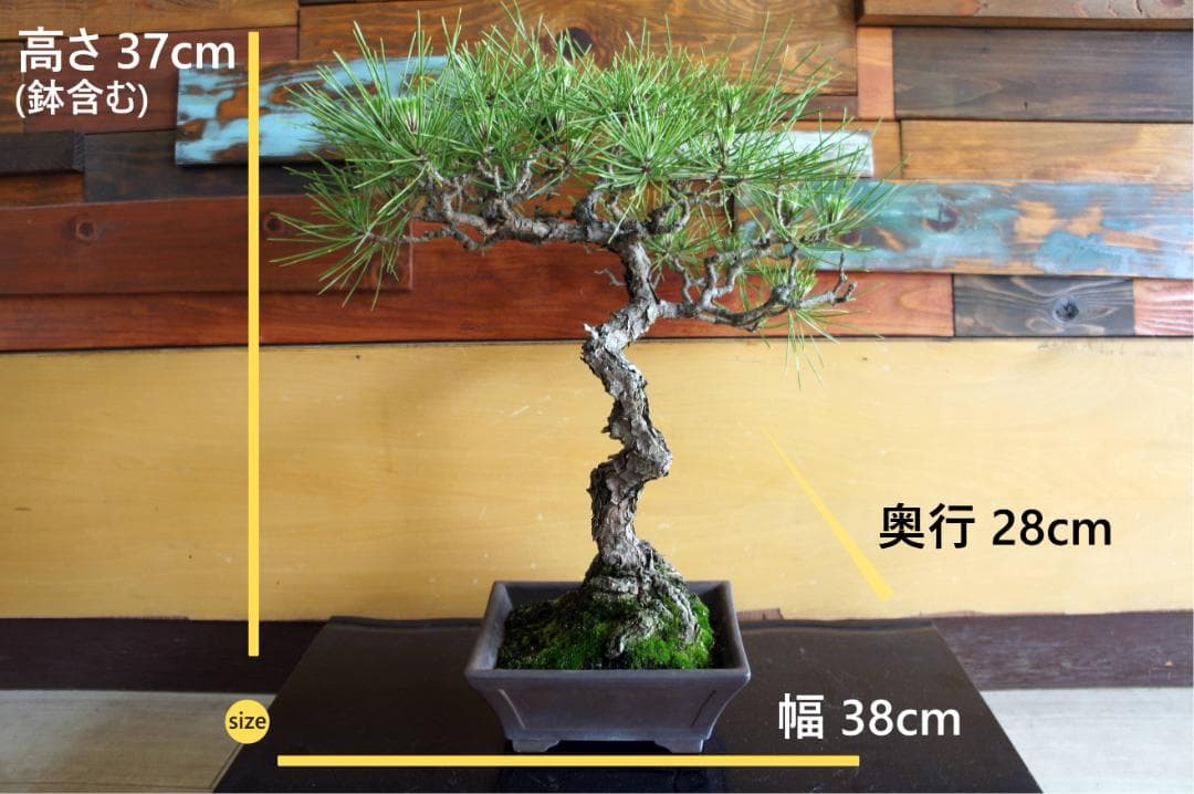 盆栽 『黒松』 インテリア 観葉植物 園芸 ガーデニング 送料無料 b144