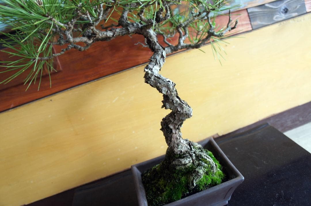 盆栽 『黒松』 インテリア 観葉植物 園芸 ガーデニング 送料無料 b144