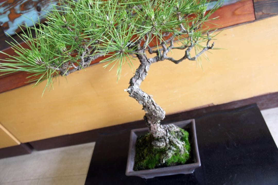 盆栽 『黒松』 インテリア 観葉植物 園芸 ガーデニング 送料無料 b144