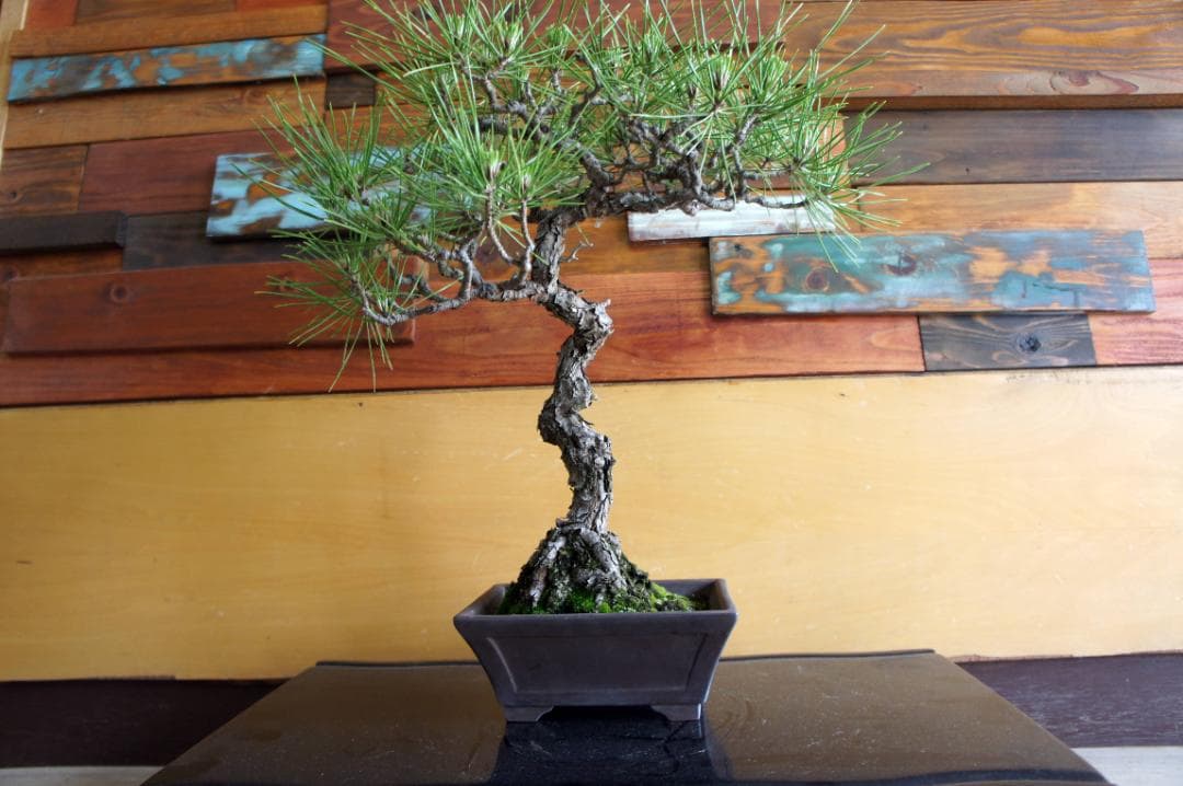 盆栽 『黒松』 インテリア 観葉植物 園芸 ガーデニング 送料無料 b144