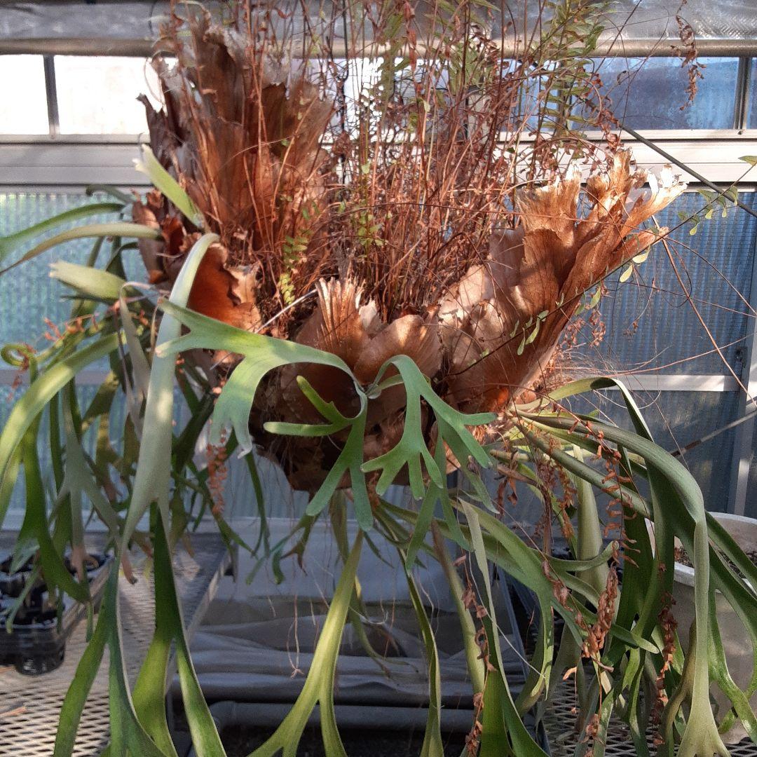 くまろくさん専用ウイリンキー　ビカクシダ