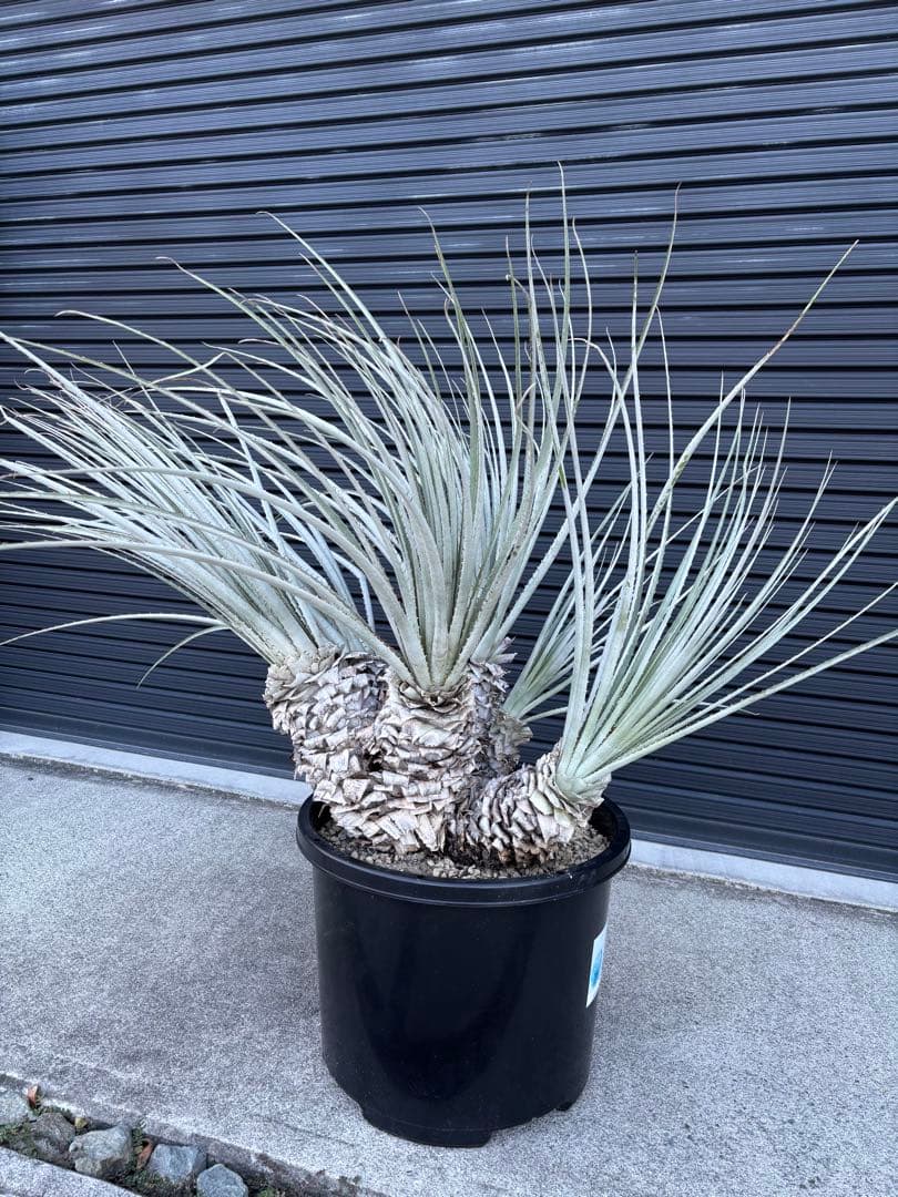 ビリー　プヤ　セルーレア　6ヘッド　大株