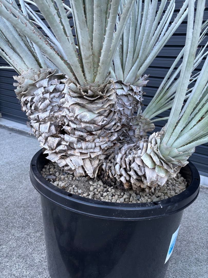 ビリー　プヤ　セルーレア　6ヘッド　大株