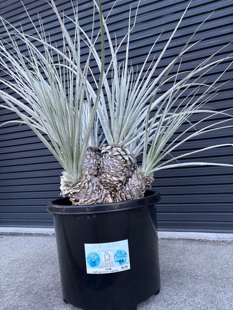 ビリー　プヤ　セルーレア　6ヘッド　大株