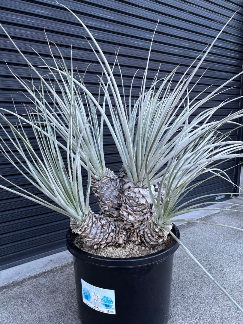 ビリー　プヤ　セルーレア　6ヘッド　大株