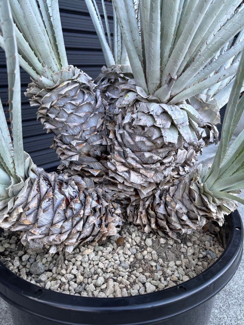 ビリー　プヤ　セルーレア　6ヘッド　大株