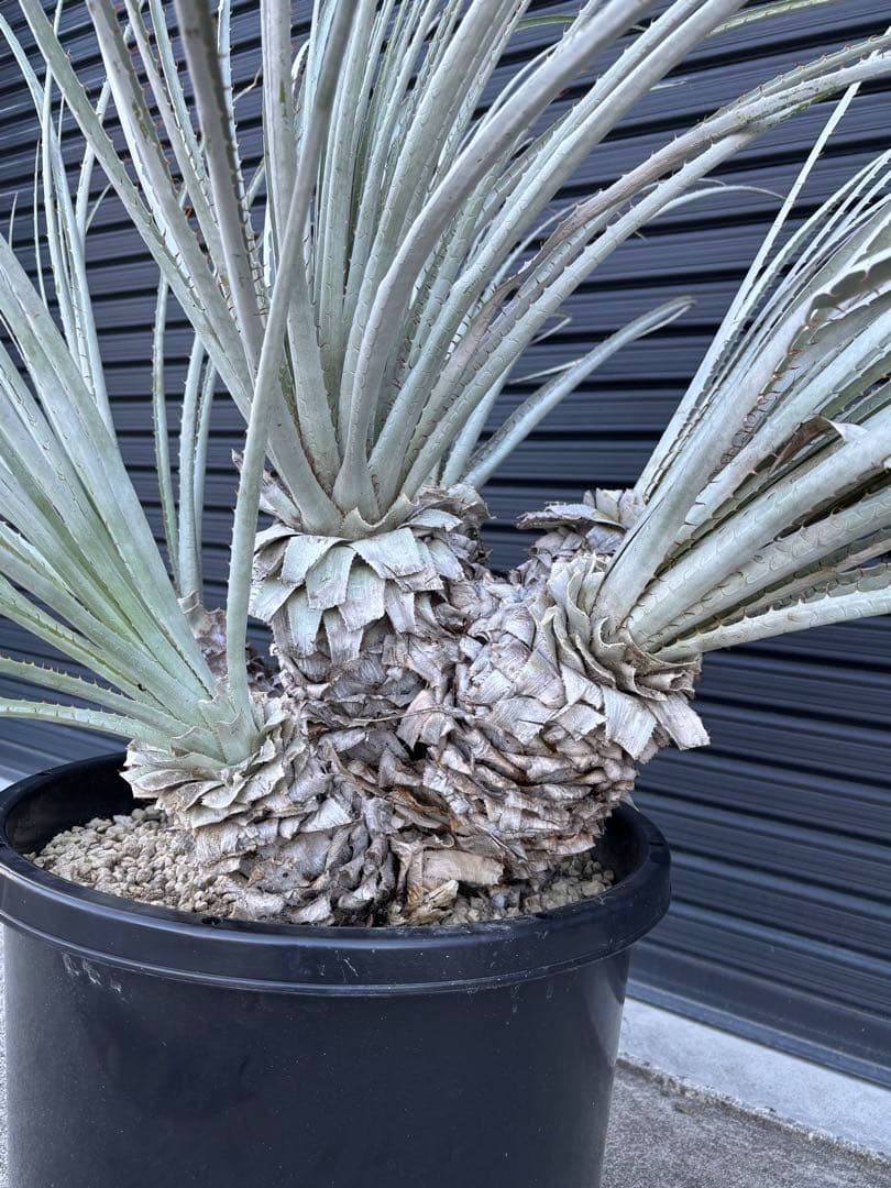 ビリー　プヤ　セルーレア　6ヘッド　大株