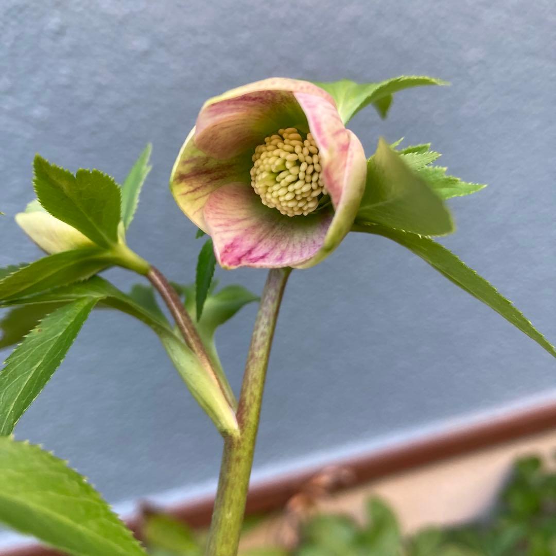 クリスマスローズ　先端緑　シングル　株分け前提