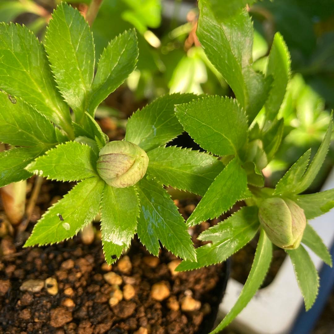 クリスマスローズ　先端緑　シングル　株分け前提