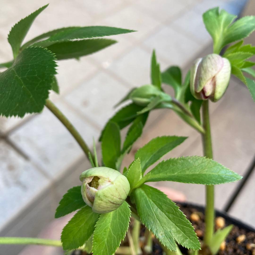 クリスマスローズ　先端緑　シングル　株分け前提