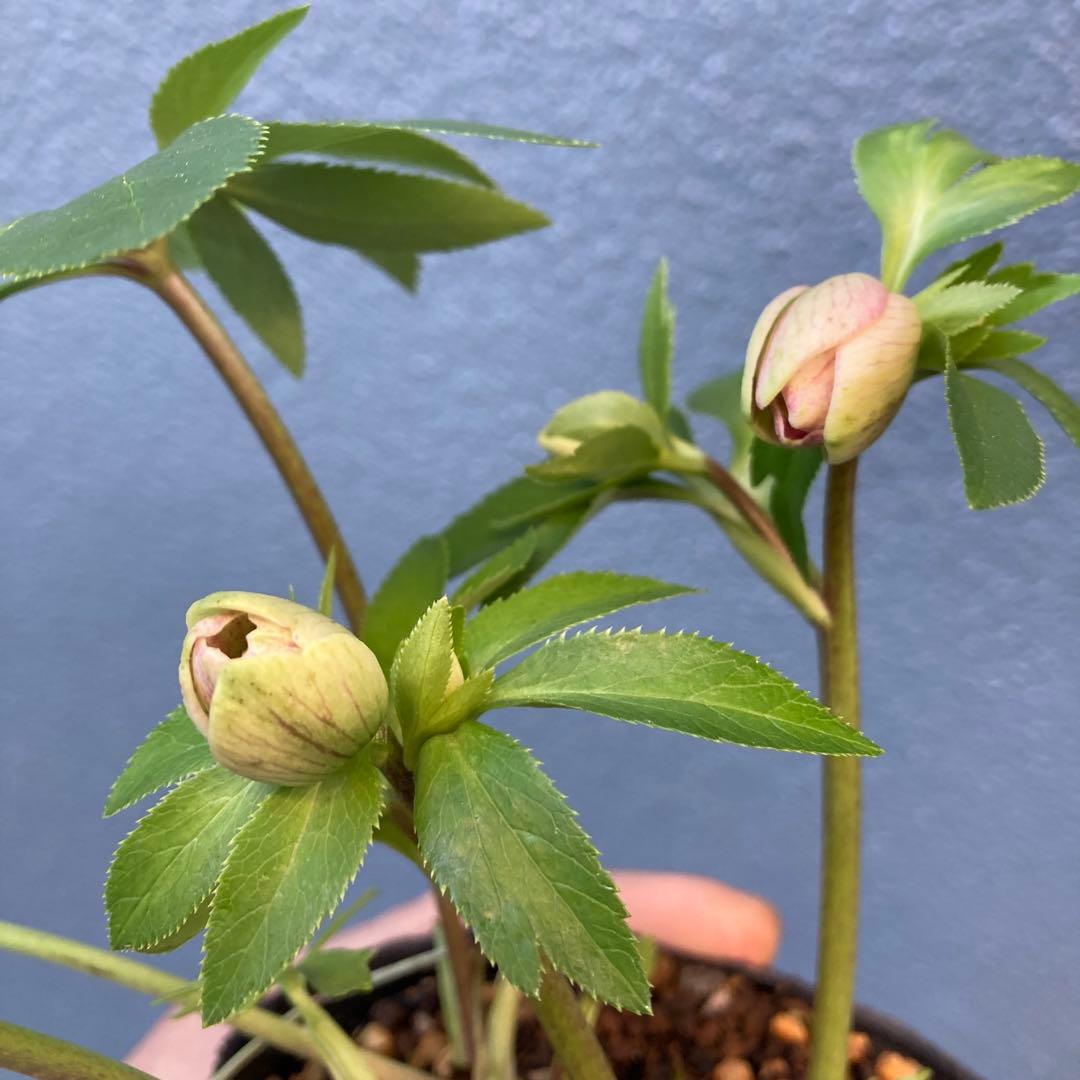 クリスマスローズ　先端緑　シングル　株分け前提