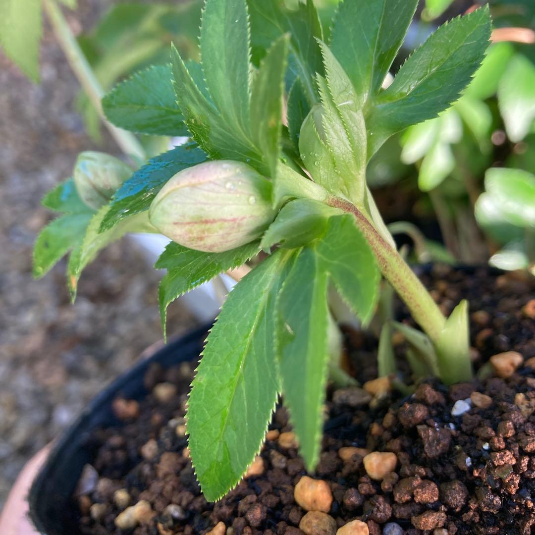 クリスマスローズ　先端緑　シングル　株分け前提