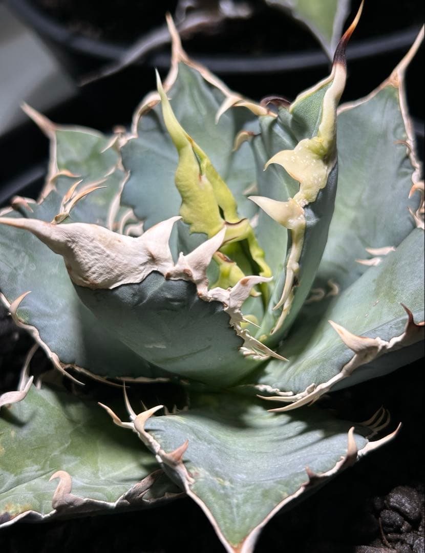 oaxaca oteroi Blue special 現地実生 ブルースペシャ