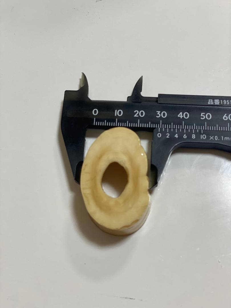 ウニコール　一角鯨牙　送料無料