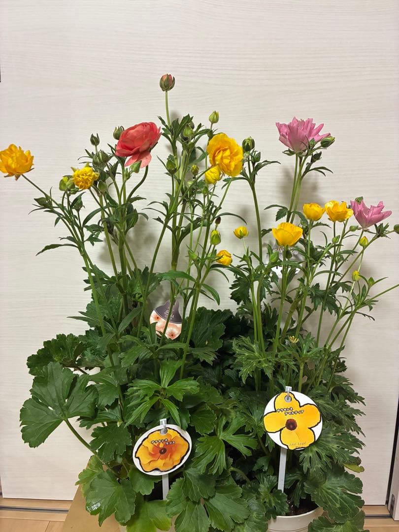 ラナンキュラスラックス　ランドセル　イーシス　エリス　ラゴス　アマルティア