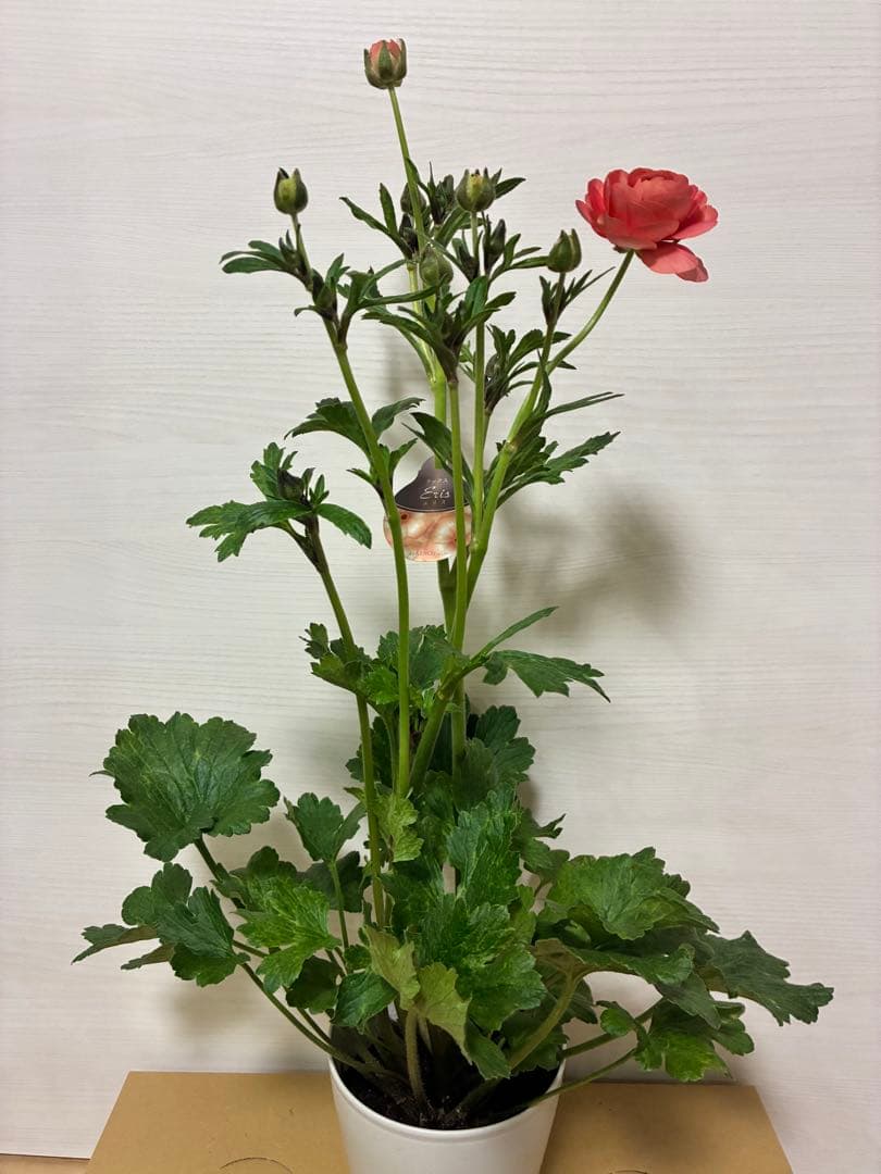 ラナンキュラスラックス　ランドセル　イーシス　エリス　ラゴス　アマルティア