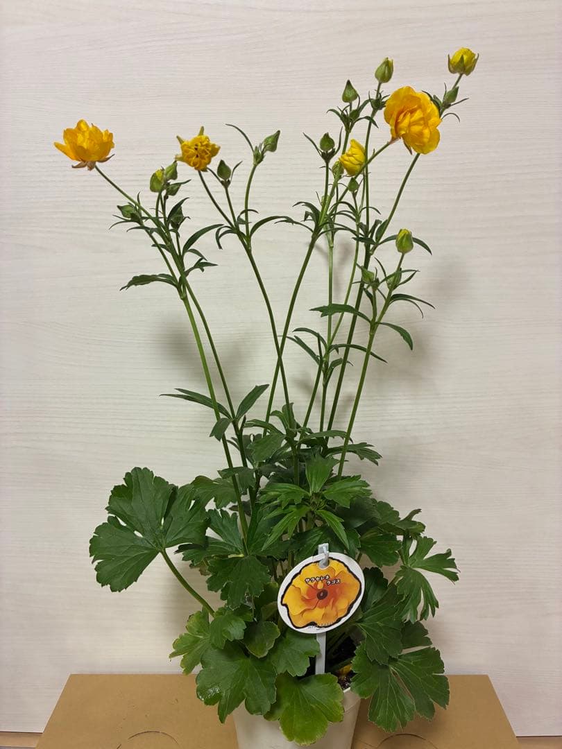 ラナンキュラスラックス　ランドセル　イーシス　エリス　ラゴス　アマルティア