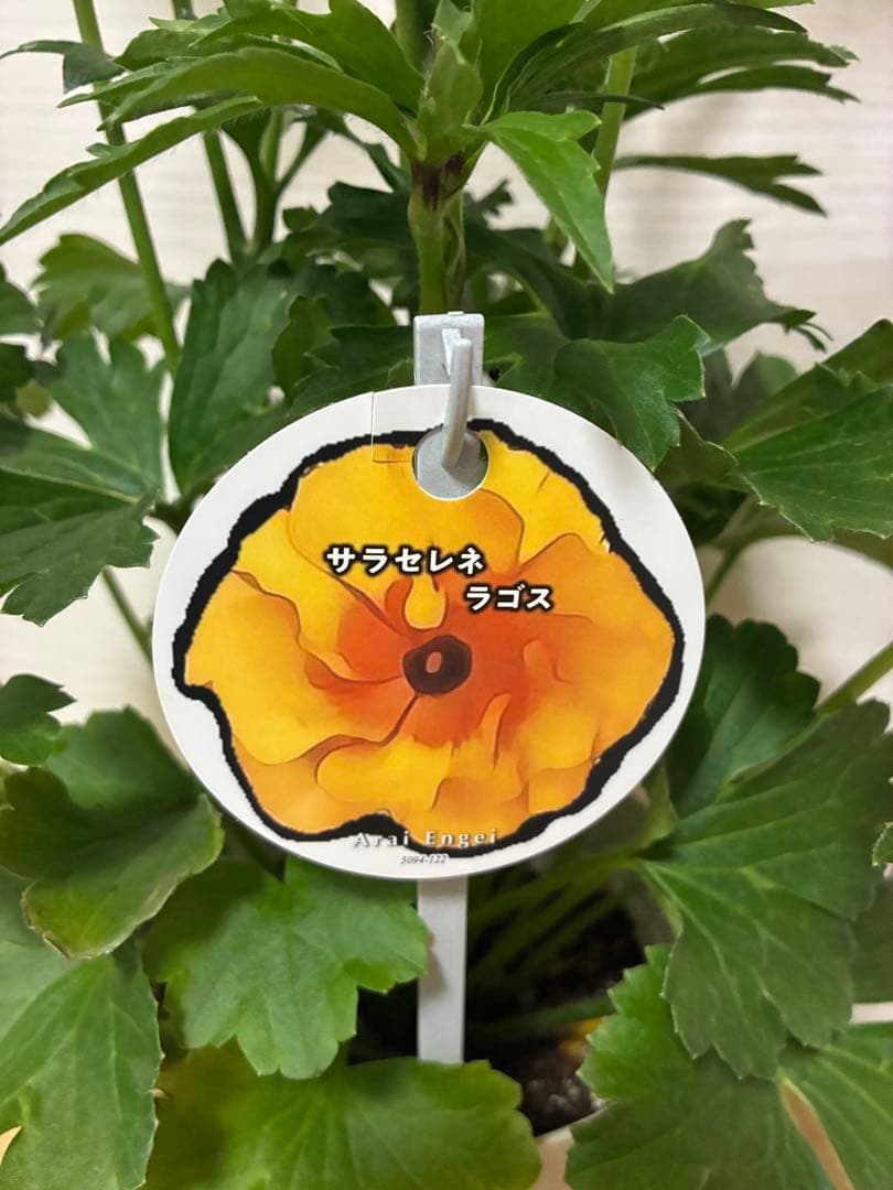 ラナンキュラスラックス　ランドセル　イーシス　エリス　ラゴス　アマルティア