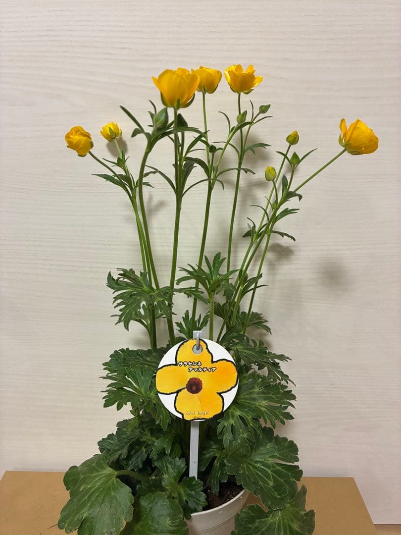 ラナンキュラスラックス　ランドセル　イーシス　エリス　ラゴス　アマルティア